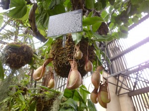 Giardino botanico San Diego